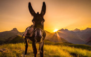 47660